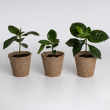 KIT DI COLTIVAZIONE DEL CAFFE'